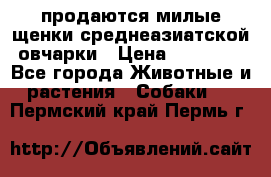 продаются милые щенки среднеазиатской овчарки › Цена ­ 30 000 - Все города Животные и растения » Собаки   . Пермский край,Пермь г.